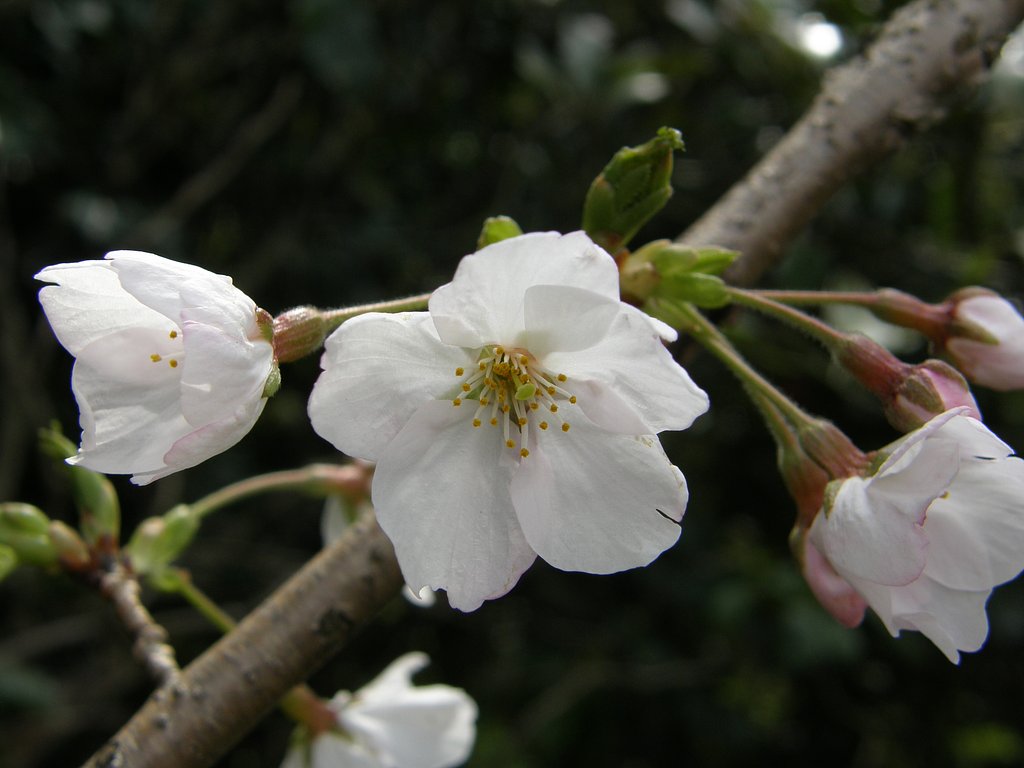 スーパーマクロの桜