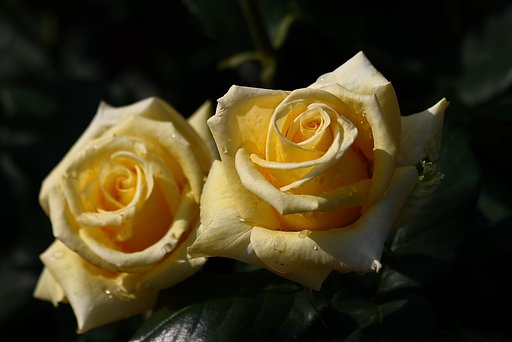 黄色い薔薇
