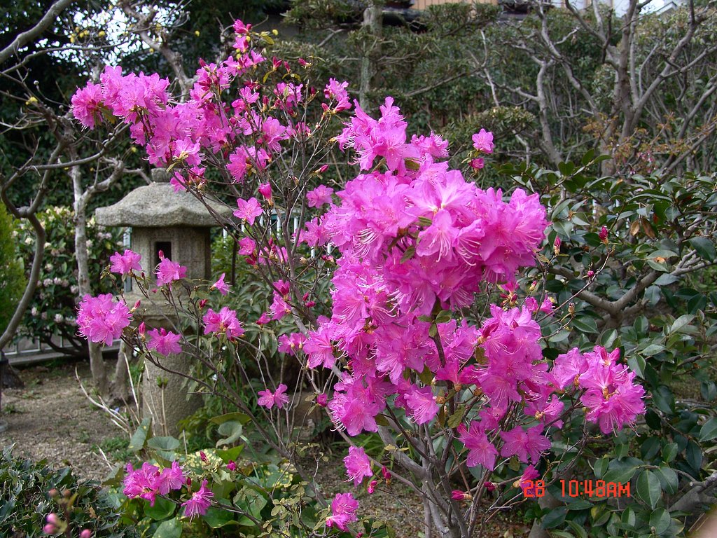 お花