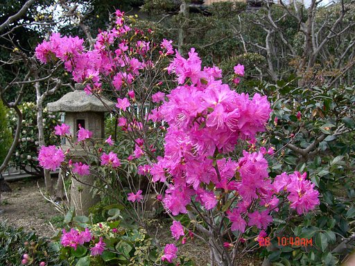お花