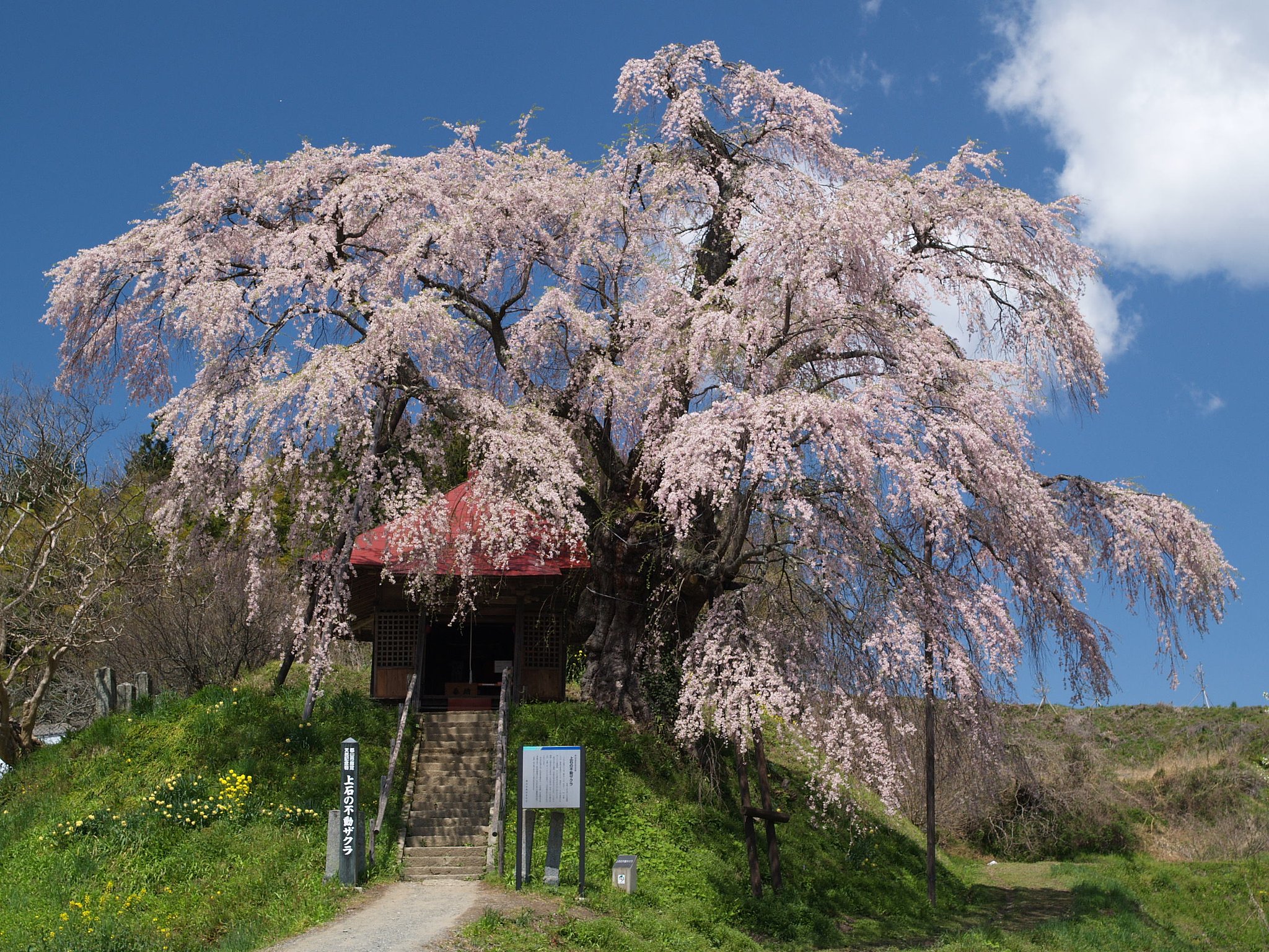 福島の桜