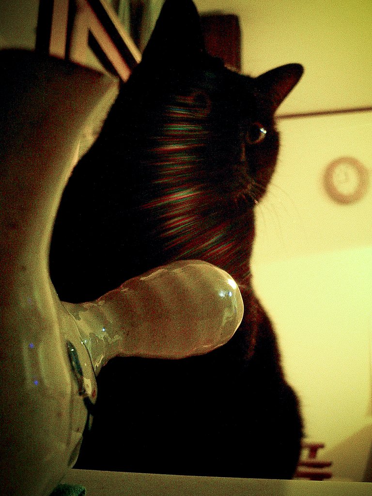 虹色の猫
