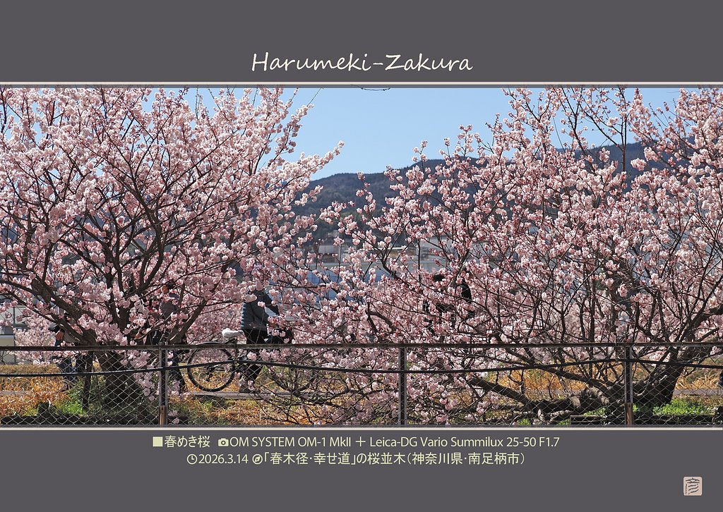春めき桜