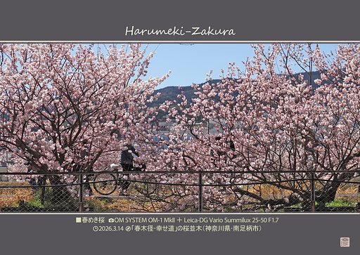 春めき桜