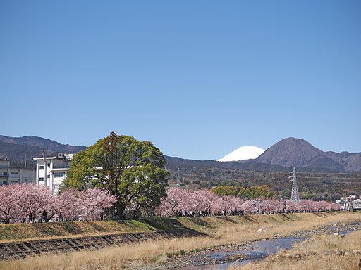 春めき桜
