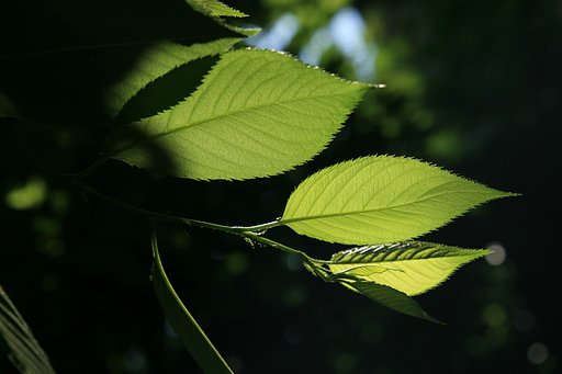 透ける葉