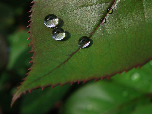 【歌】雨に濡れても
