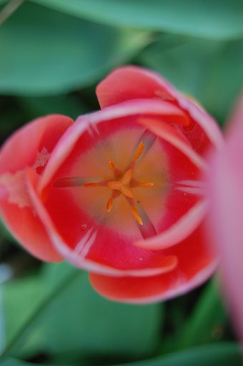 お花撮影
