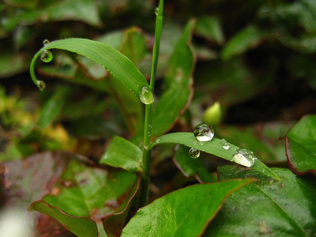 雨粒