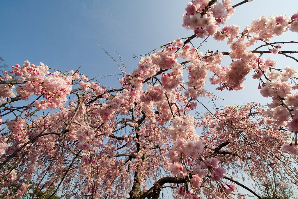 桜