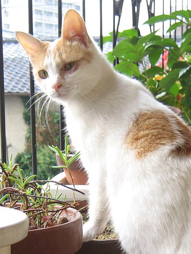 今日の野良３