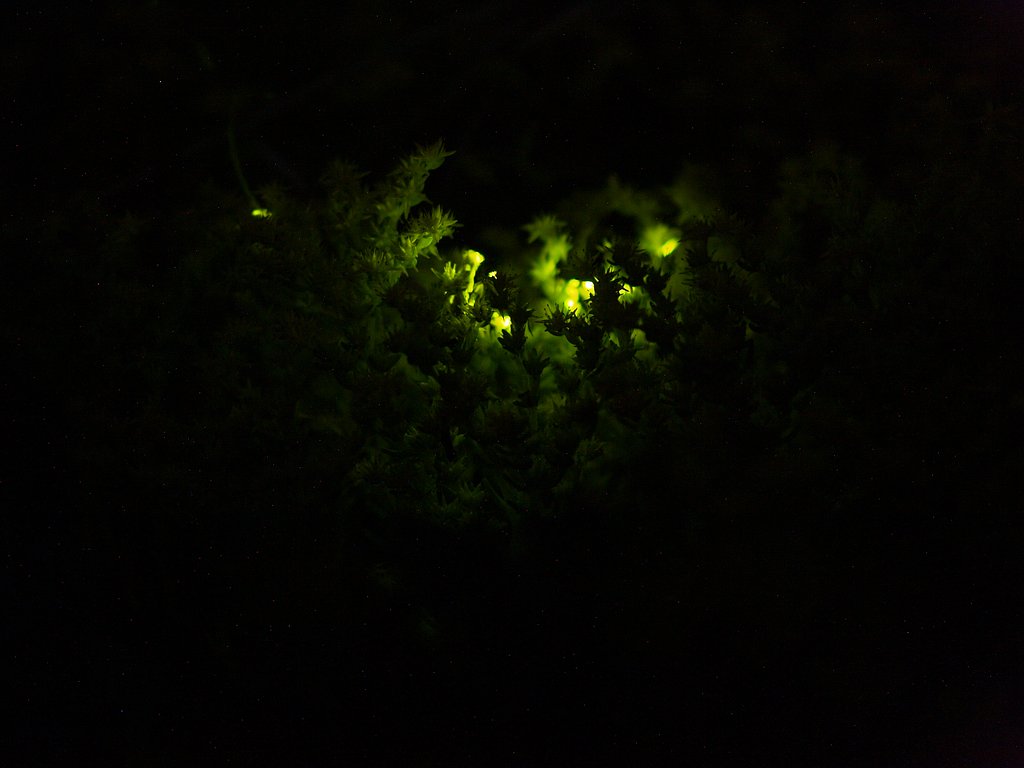 ホタルの光