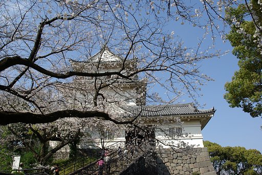桜と小田原城天守閣