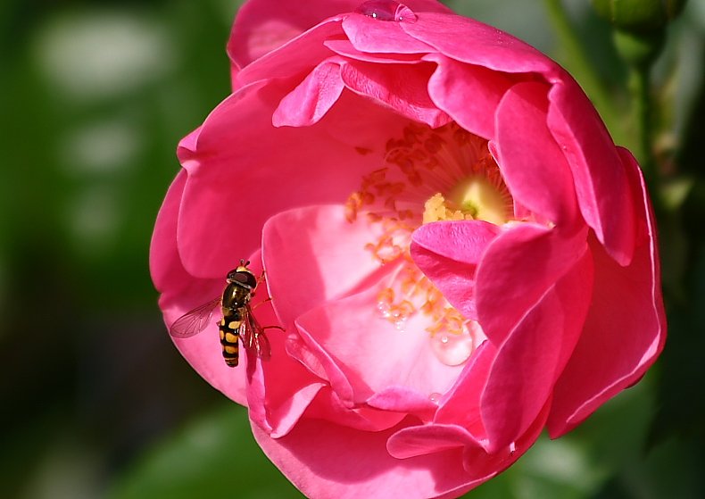 薔薇と蜂