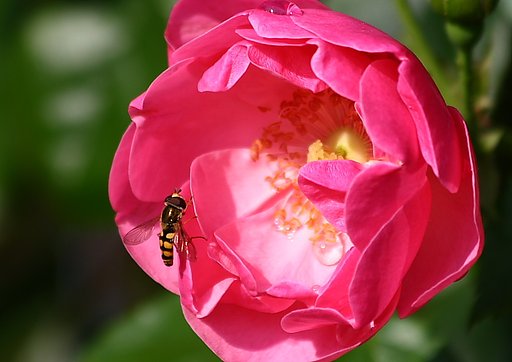 薔薇と蜂