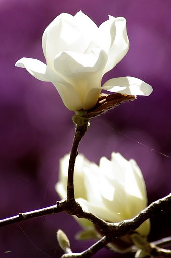 3月29日の写真