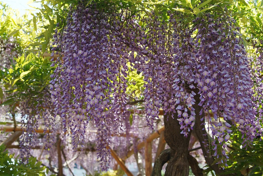 亀戸天神にて