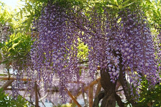 亀戸天神にて