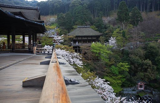京都の桜