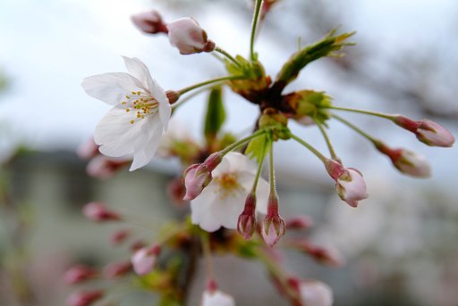 桜が満開