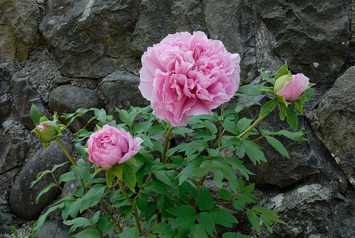 ぼたんの花