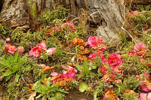 散花