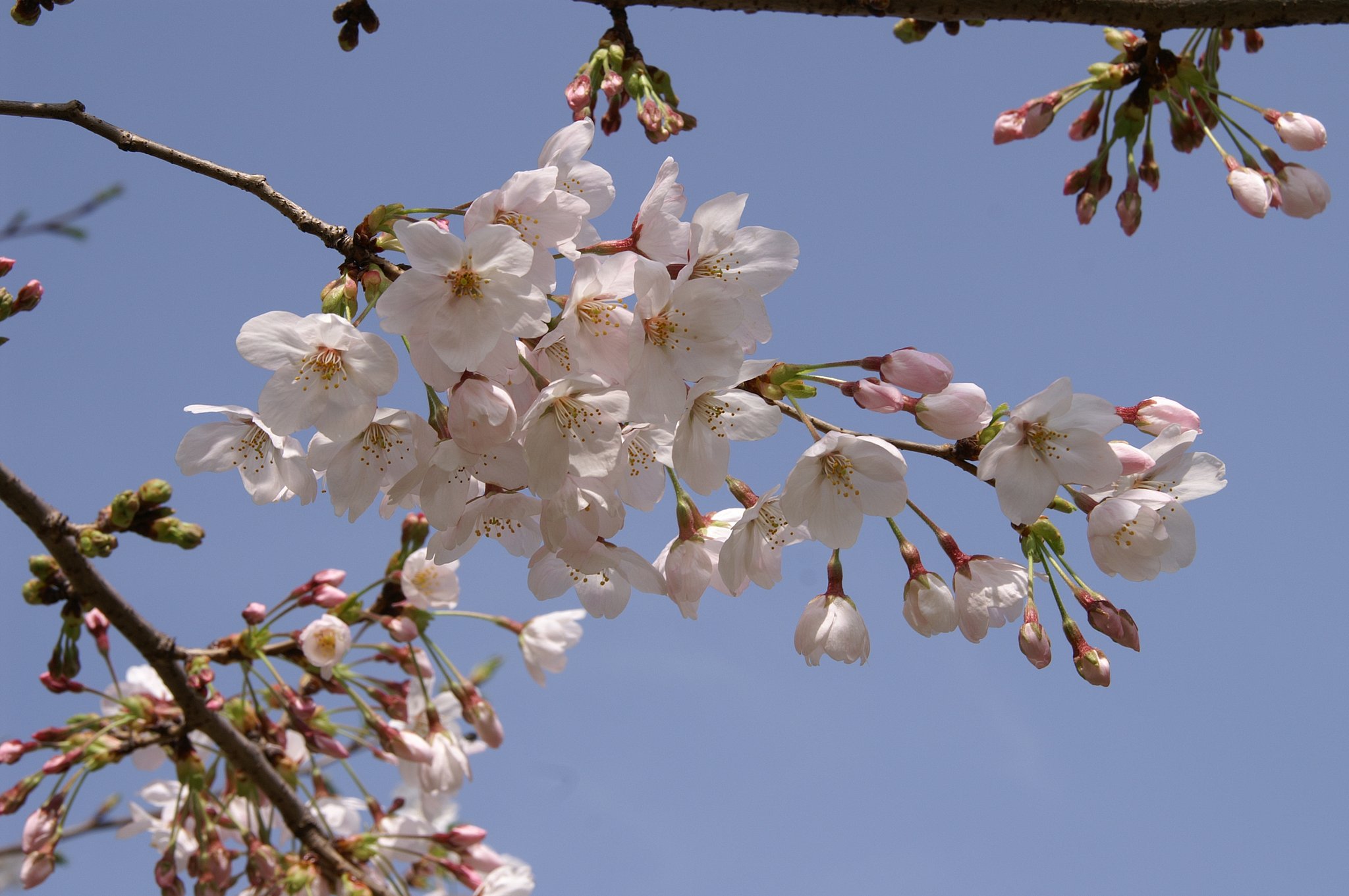 やっぱ桜は、
