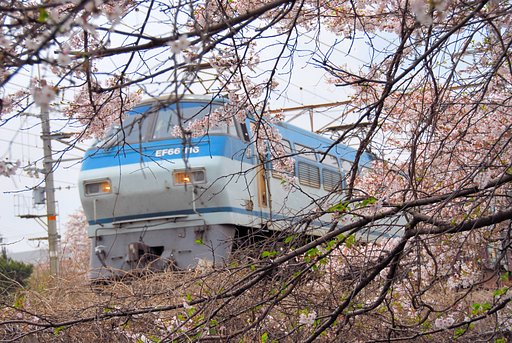 ＥＦ６６　桜の中から