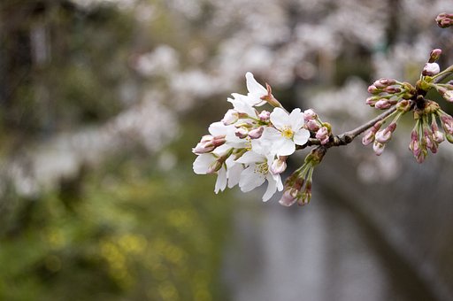 京都”哲学の道”歩いてきました。