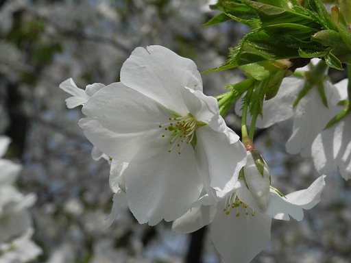花見日和