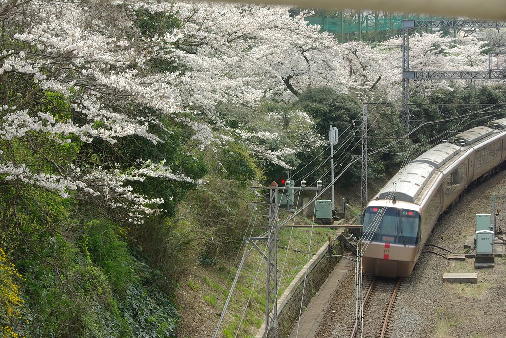 桜とロマンスカー