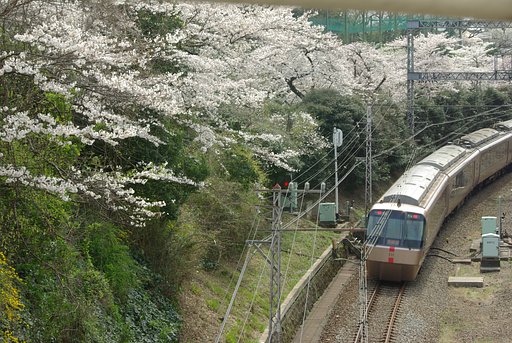 桜とロマンスカー
