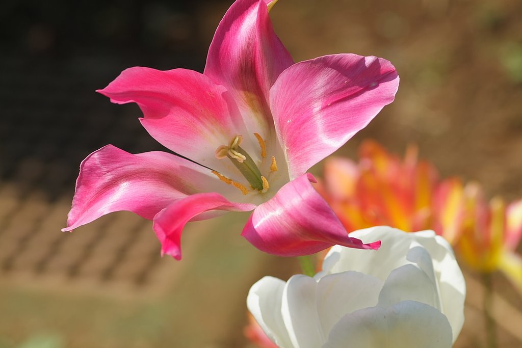 tulip