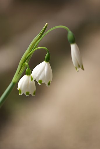 庭の花・・・