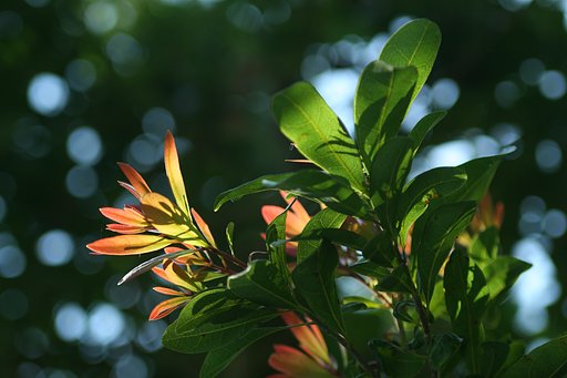 萌芽…
