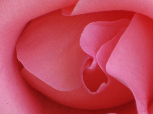べルサイュウの薔薇？