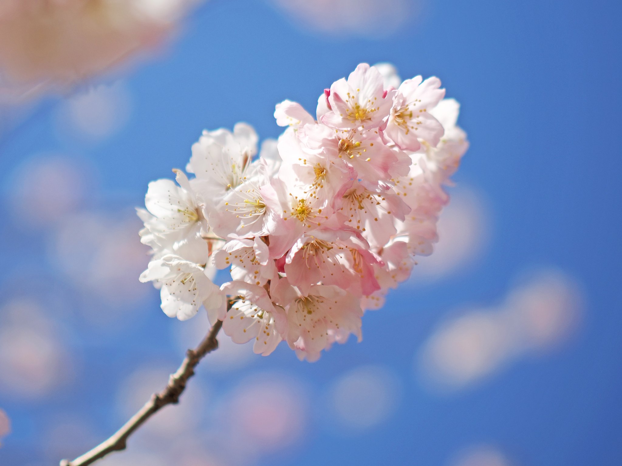春めき桜〜NOCTICRON〜