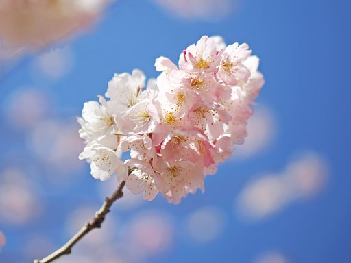 春めき桜〜NOCTICRON〜