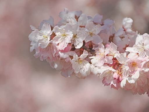 春めき桜〜VARIO EIMARIT〜