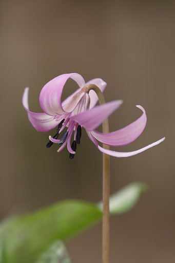 カタクリの花