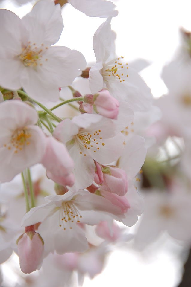 お花見