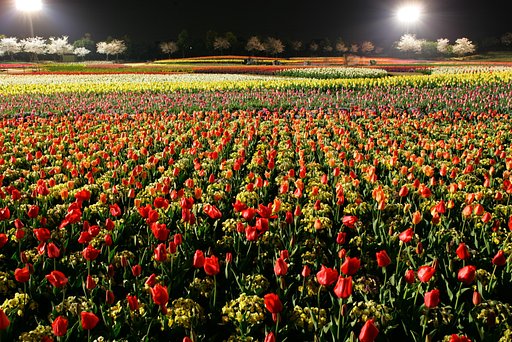 チューリップ畑　夜景