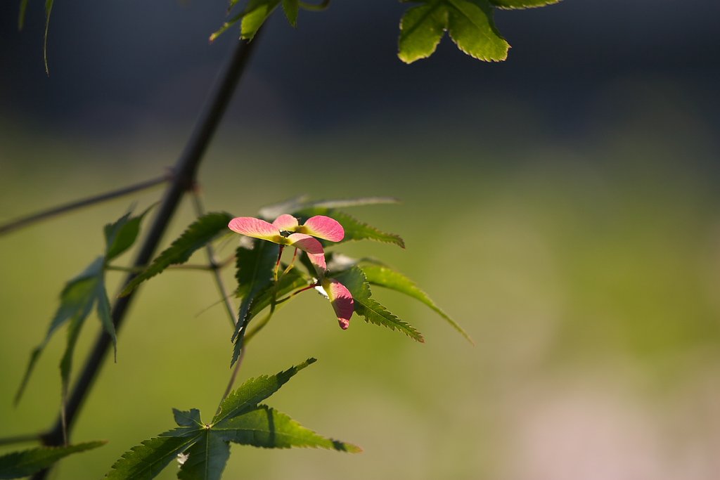 モミジの花