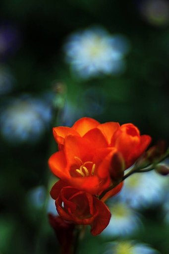 Hektor125mmF2.5