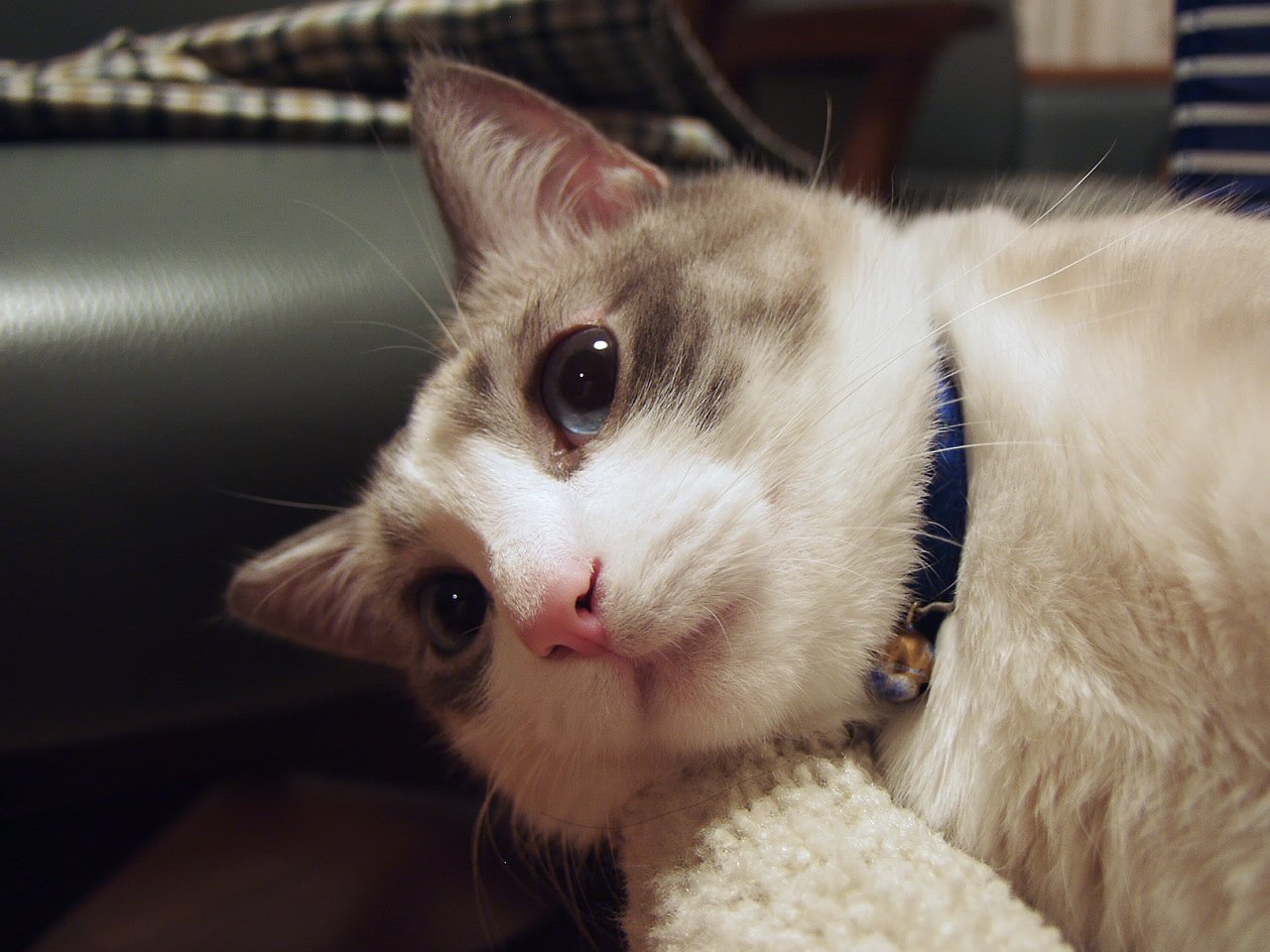 我が家の猫(素の2)^^:
