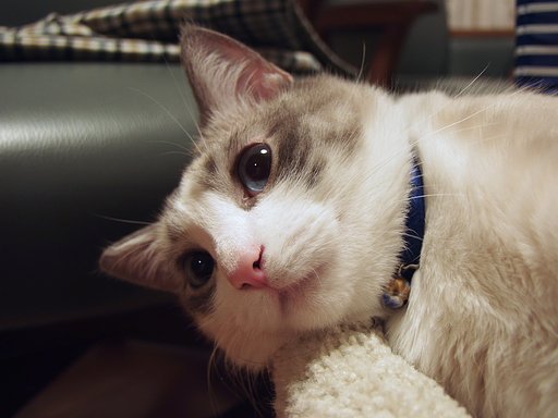 我が家の猫(素の2)^^: