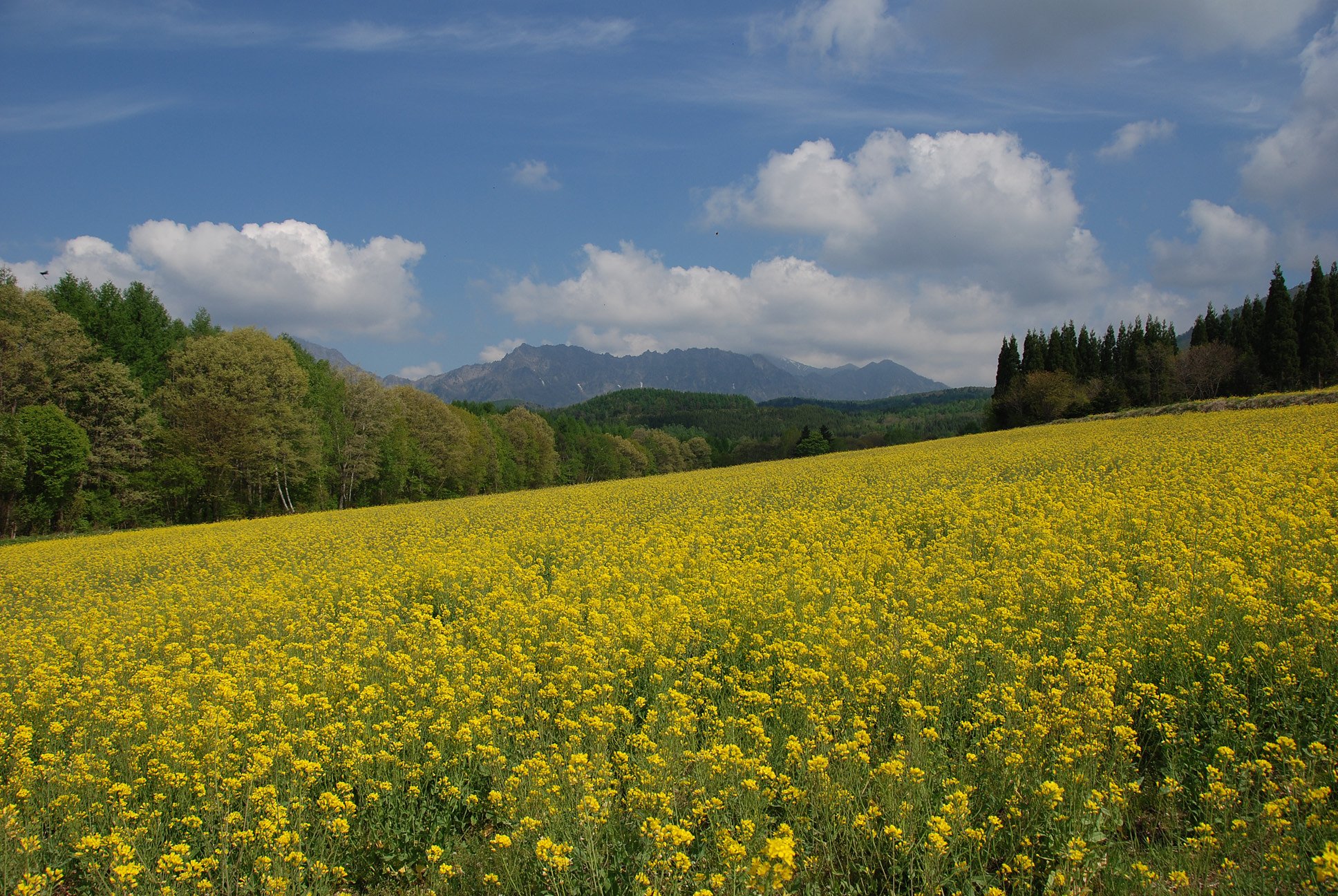 戸隠菜の花畑