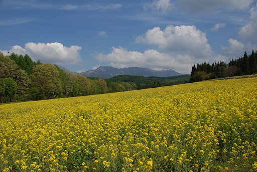 戸隠菜の花畑