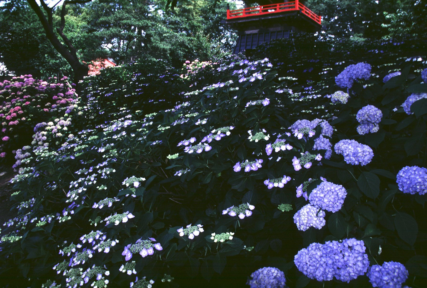 紫陽花