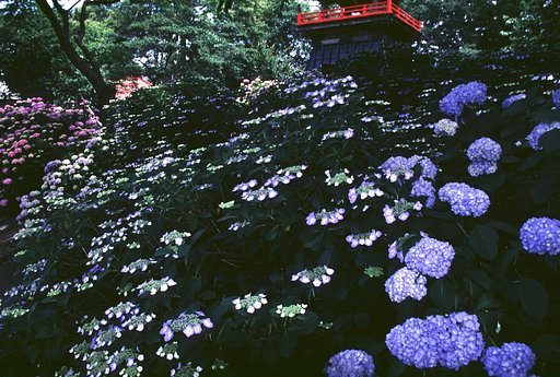 紫陽花